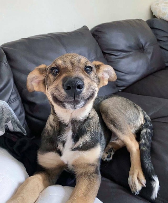 funnyanimals63_021
