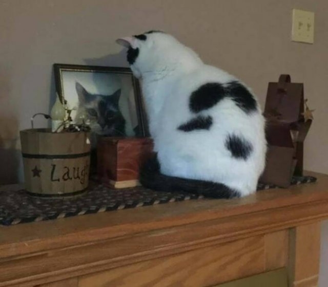 funnyanimals63_022