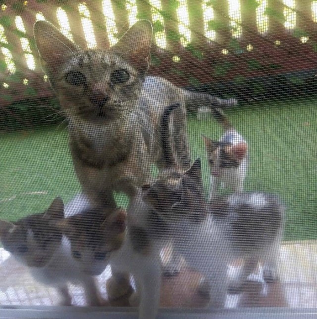 funnyanimals63_023