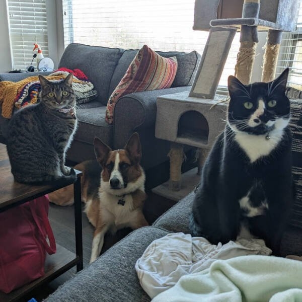 funnyanimals63_024