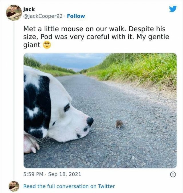 funnyanimals63_025