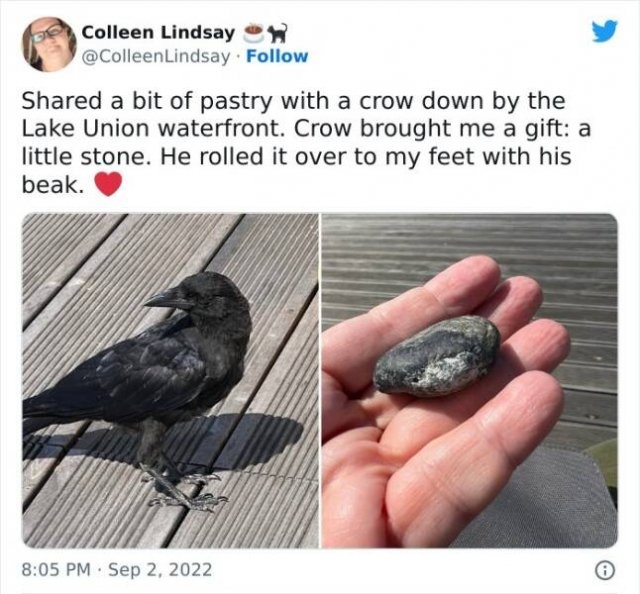 funnyanimals63_028