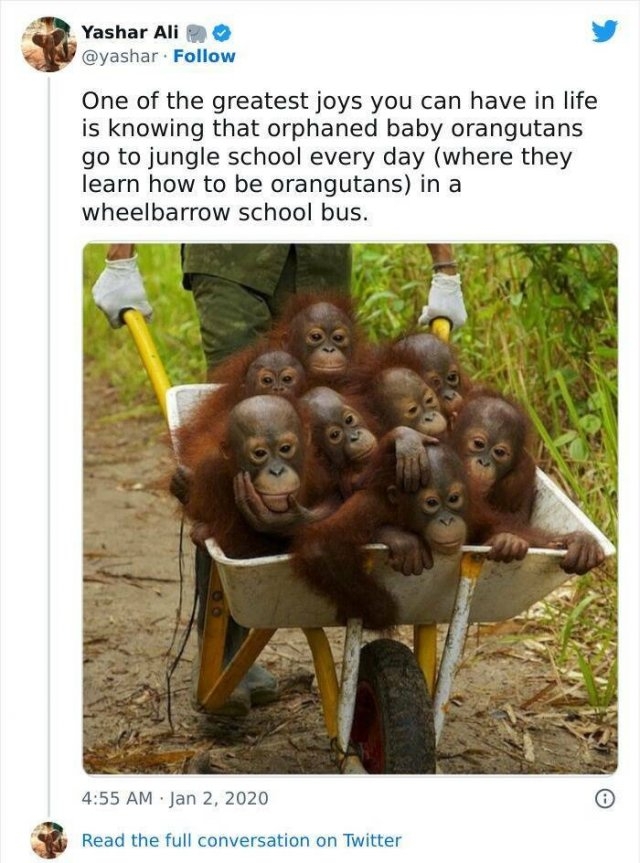 funnyanimals63_029