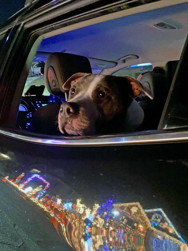 funnyanimals63_030