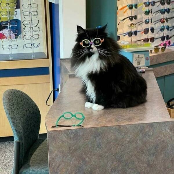 funnyanimals63_031