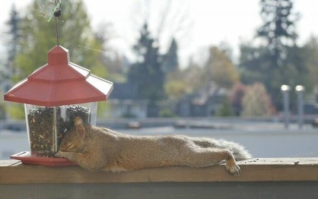 funnyanimals63_033