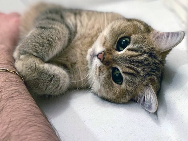funnyanimals63_036