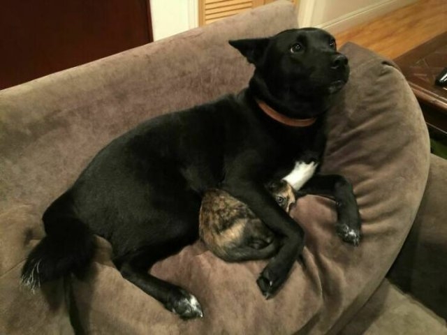 funnyanimals63_038