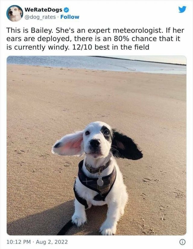 funnyanimals63_039
