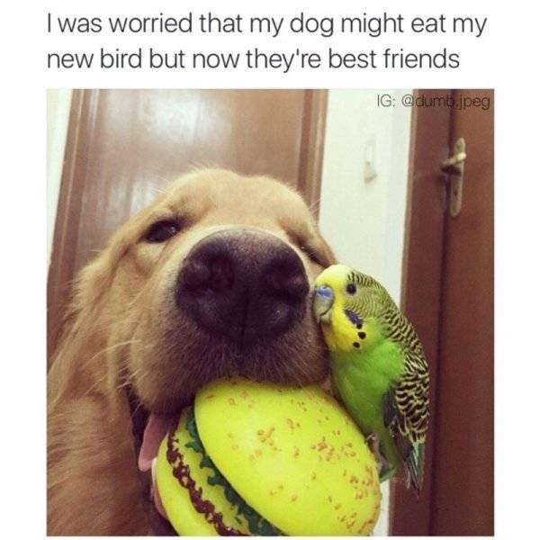 funnyanimals64_010