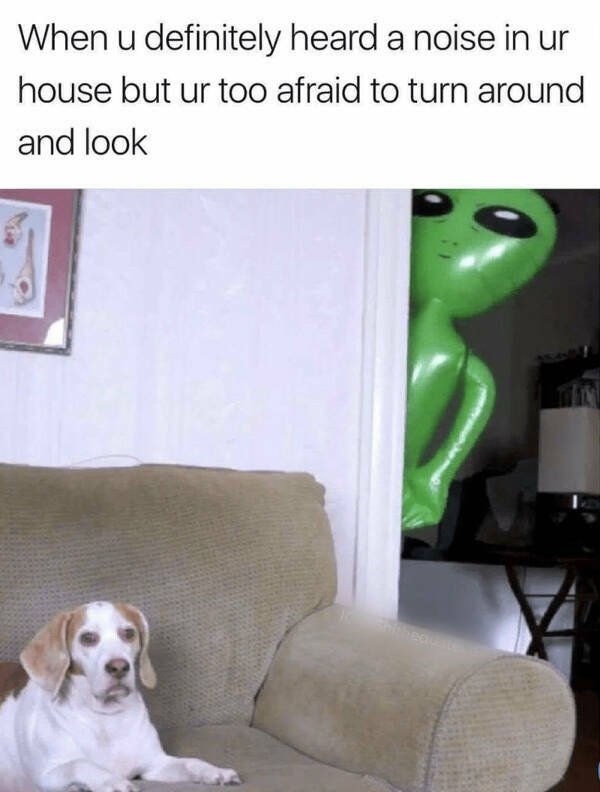 funnyanimals65_035