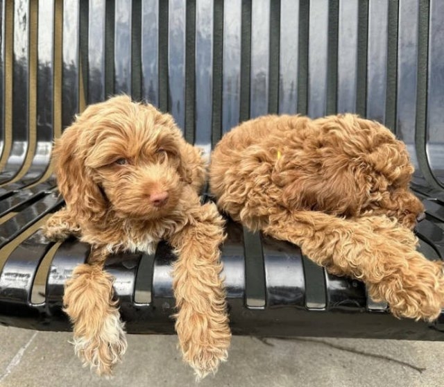 opticalillusions4_006