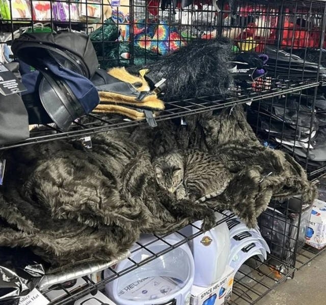 opticalillusions4_012