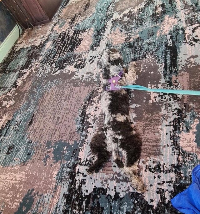 opticalillusions4_020