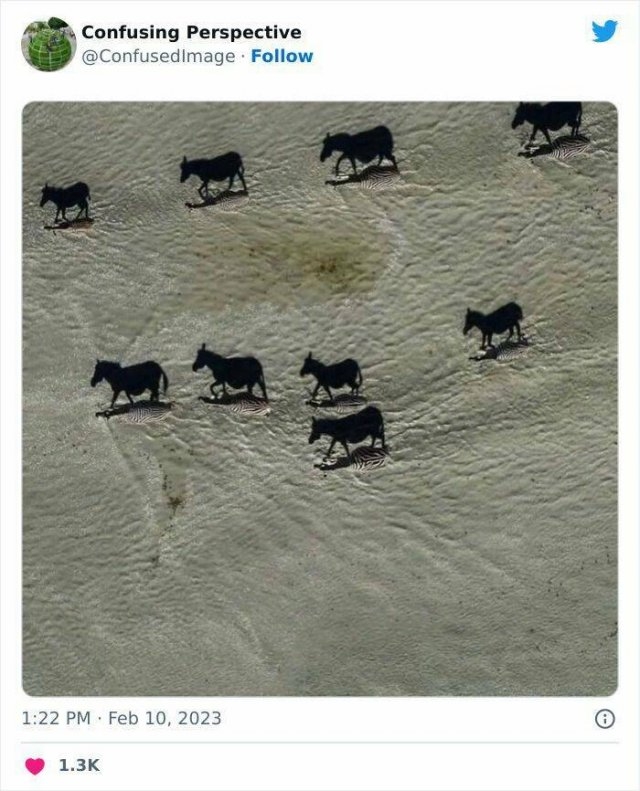 opticalillusions4_033