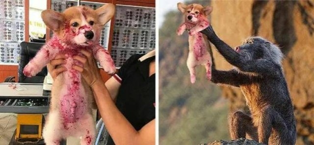 photoshopfails10_016