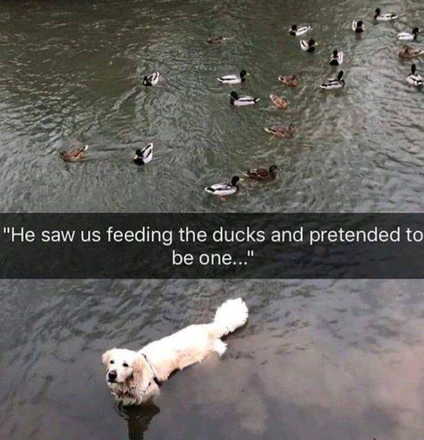 funnyanimals67_038