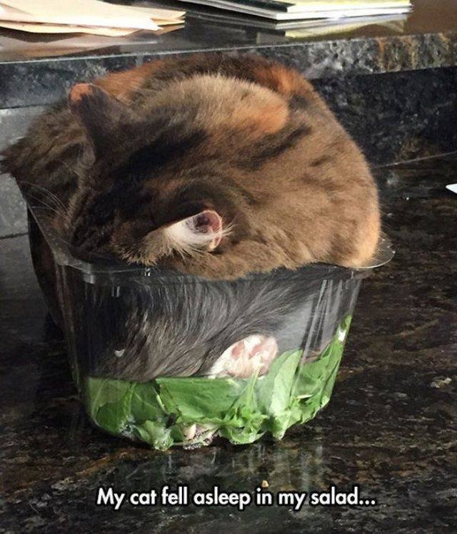 funnyanimals69_035
