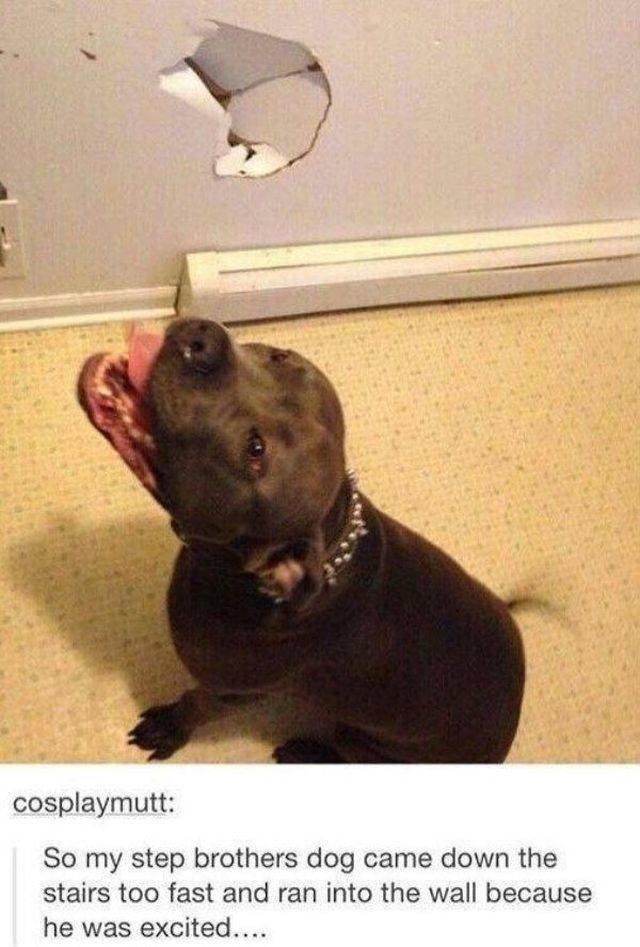 funnyanimals70_001