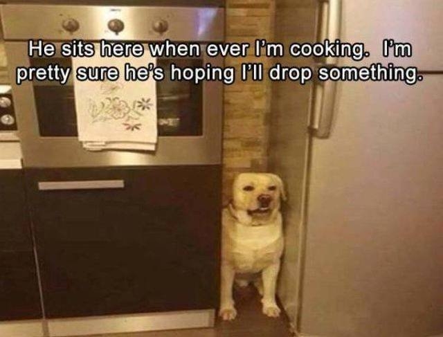 funnyanimals70_002
