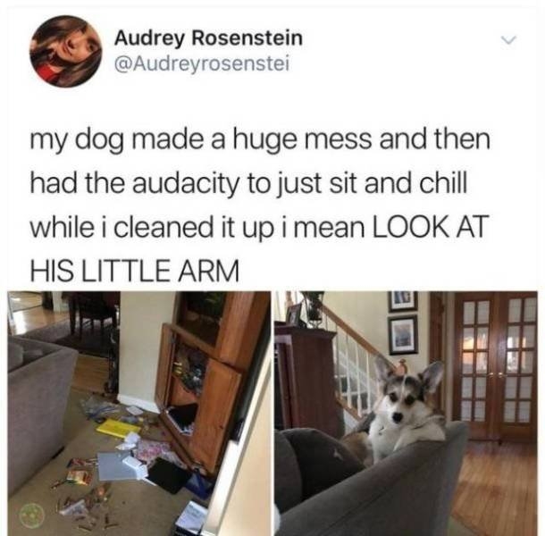 funnyanimals70_012