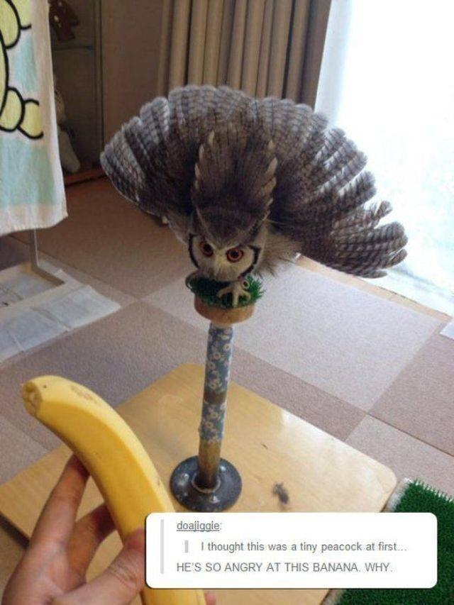 funnyanimals70_014