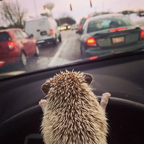 hedgehogs_008