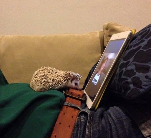 hedgehogs_011