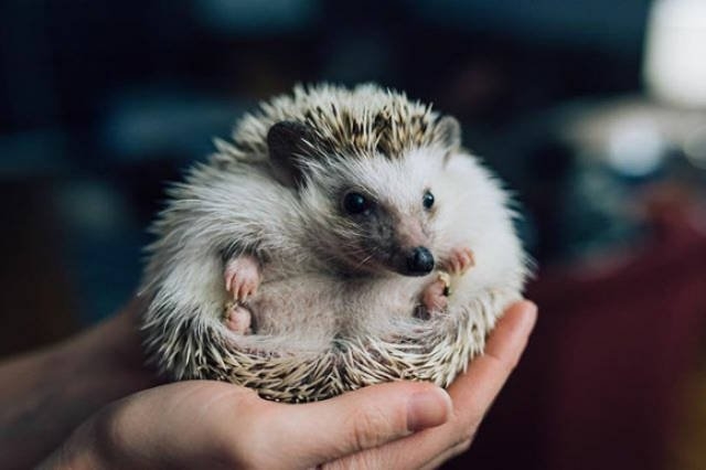 hedgehogs_022
