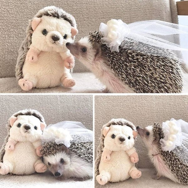 hedgehogs_023