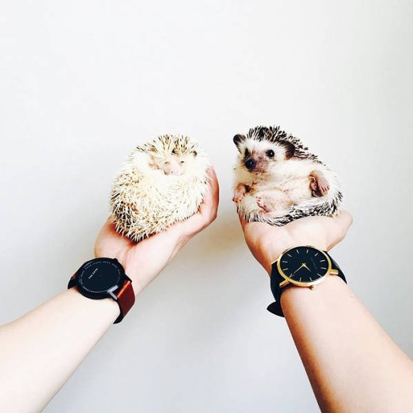 hedgehogs_027