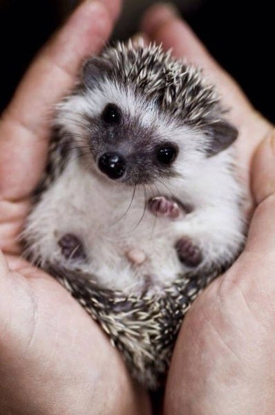 hedgehogs_030