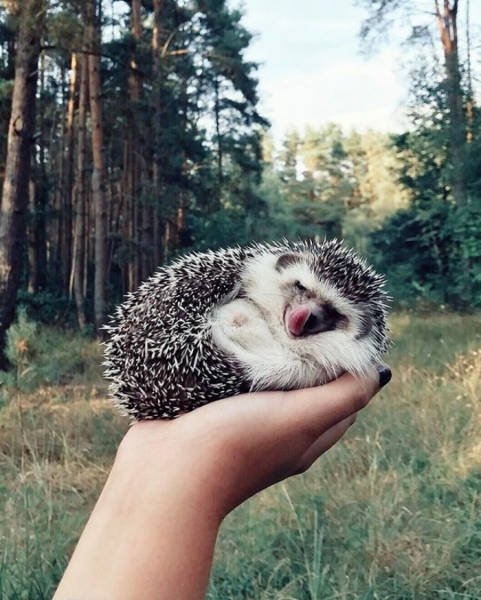 hedgehogs_037