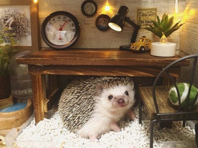 hedgehogs_045