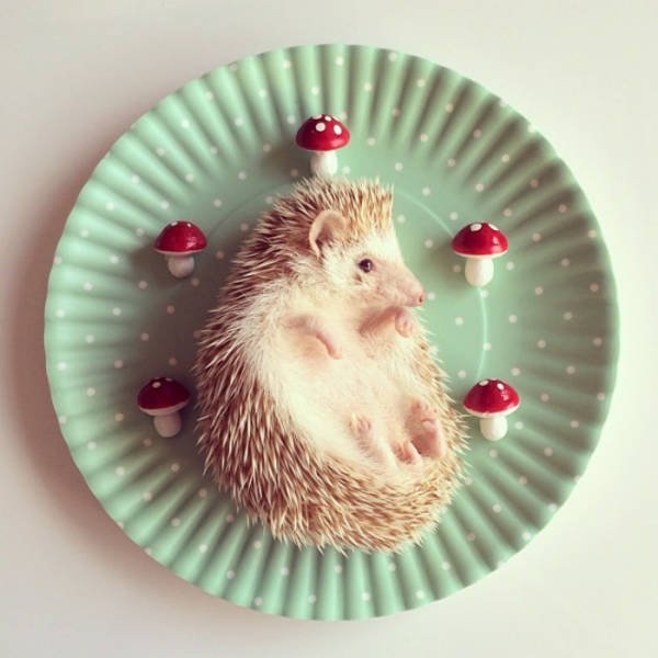 hedgehogs_051