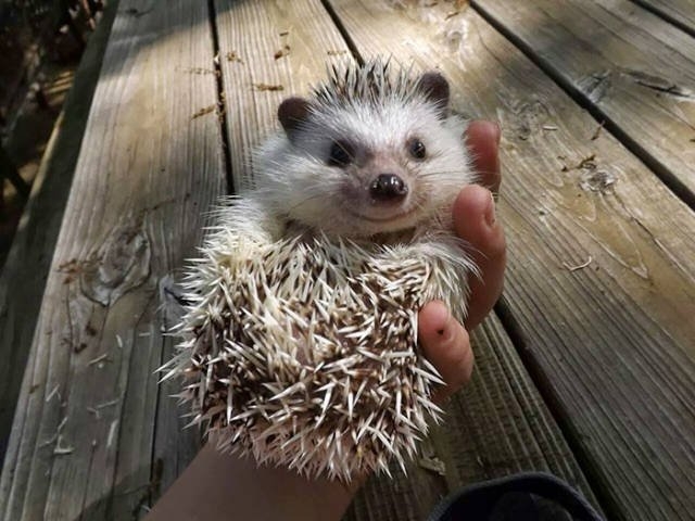 hedgehogs_053