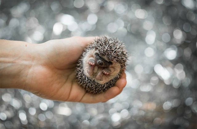 hedgehogs_056