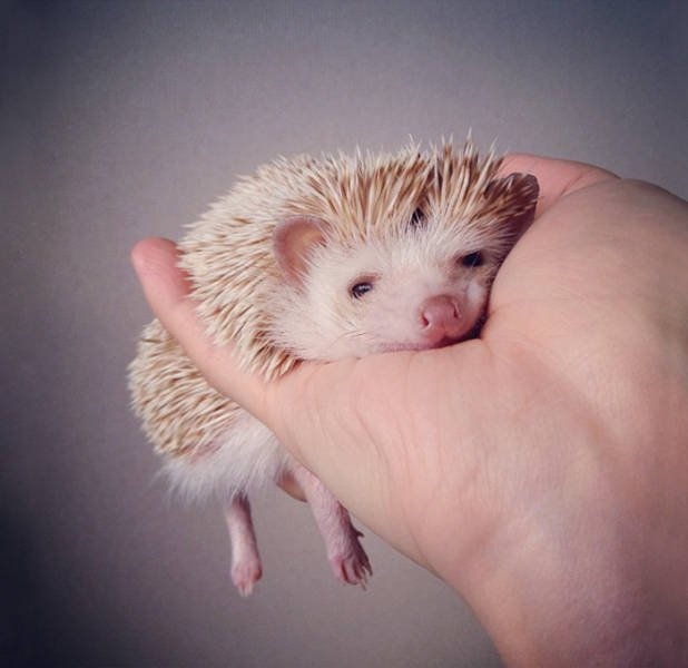 hedgehogs_057