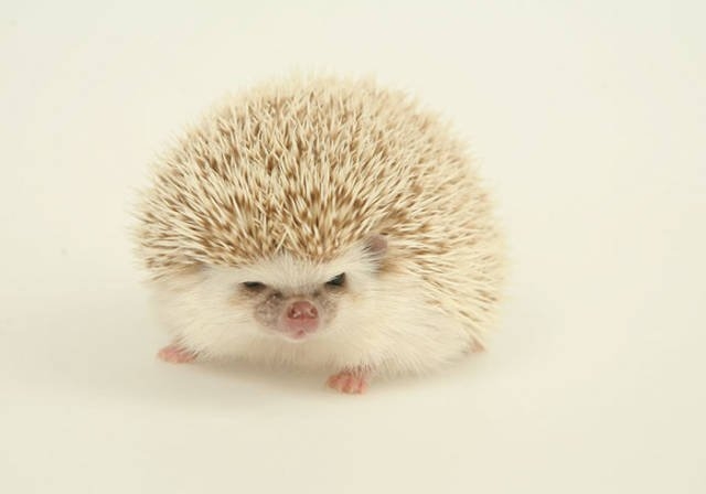 hedgehogs_058