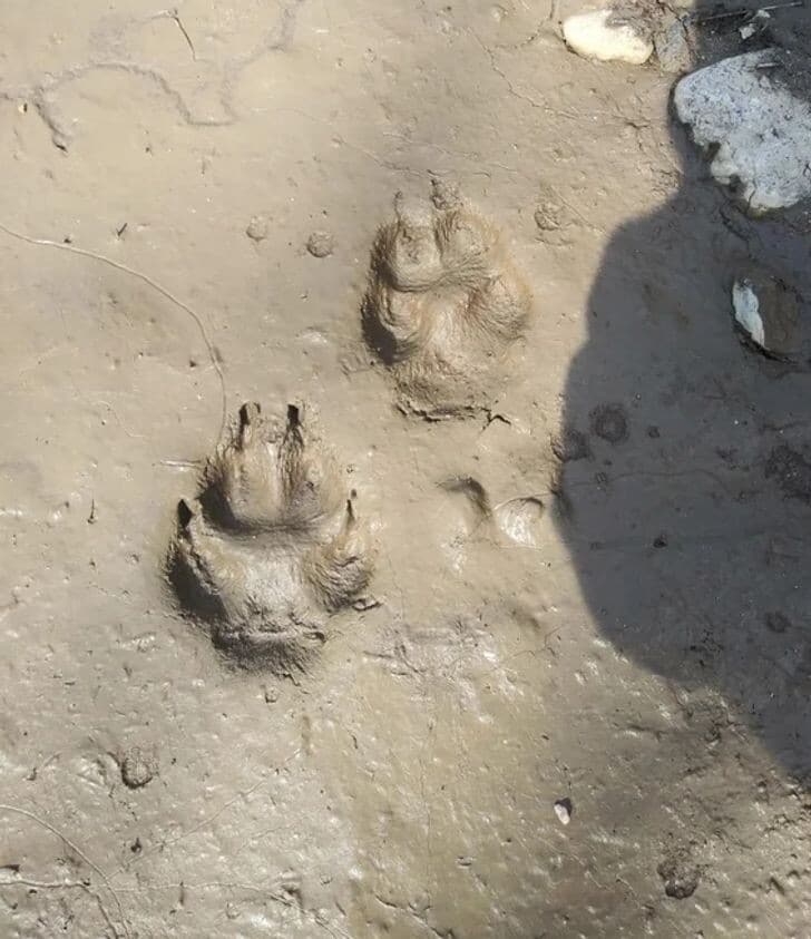 opticalillusions6_001