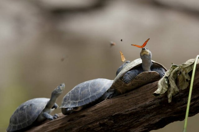 randompics870_071