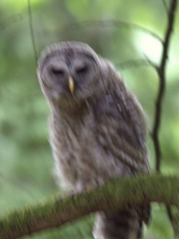 birds2_002
