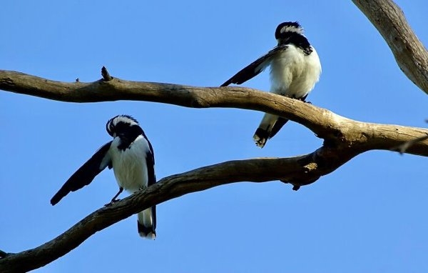birds2_004