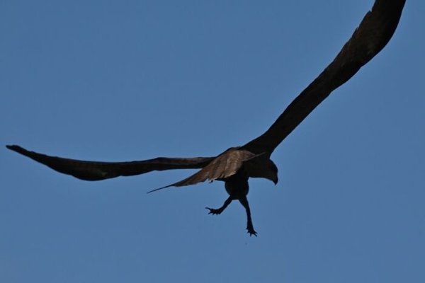 birds2_006