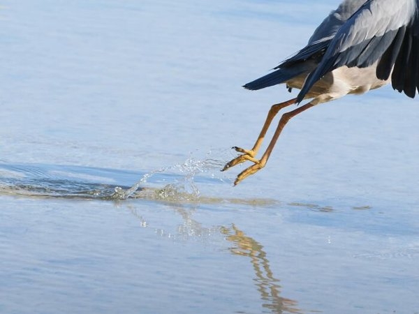 birds2_007
