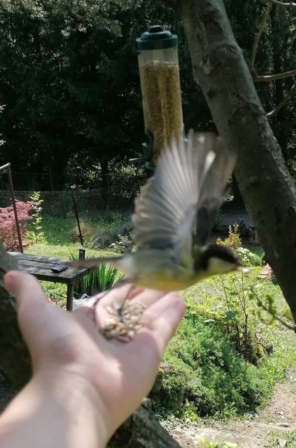 birds2_008