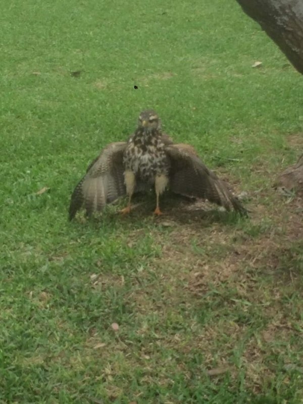 birds2_010