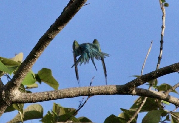 birds2_011