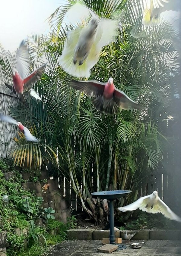 birds2_012
