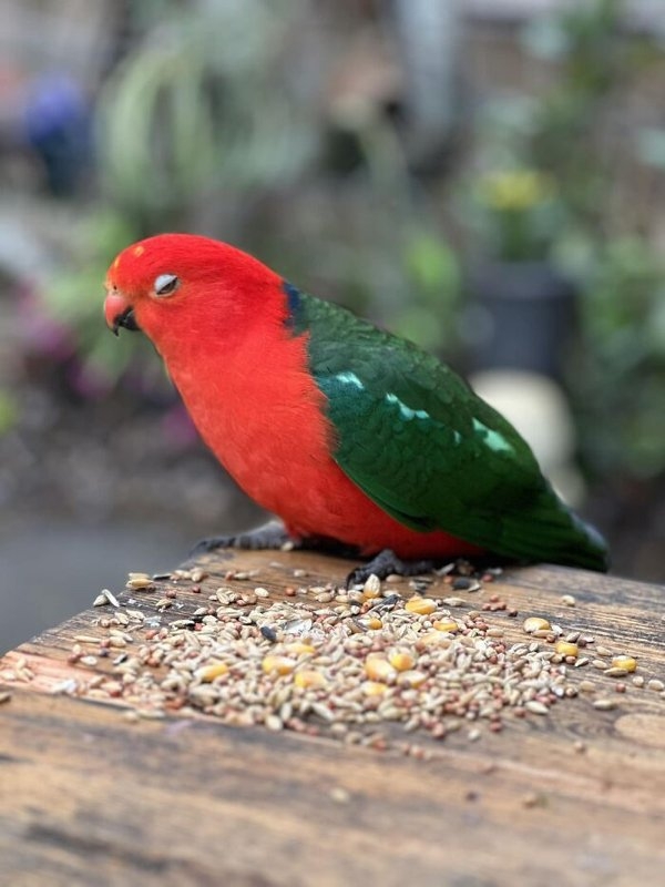 birds2_013
